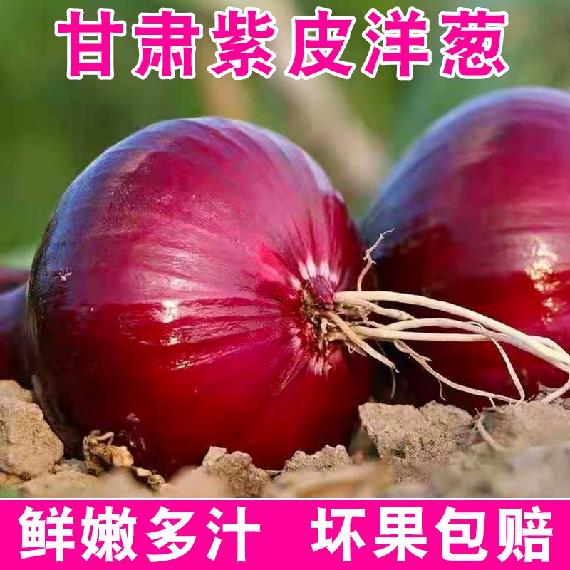 甘肃新鲜酒泉紫皮洋葱生