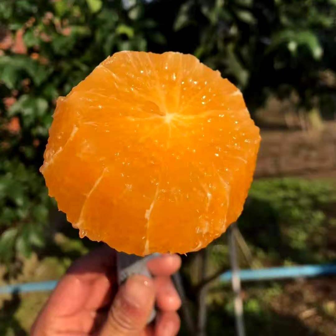 四川眉山丹棱爱媛38号果冻橙手剥橙新鲜孕妇时令水果指定地区包邮