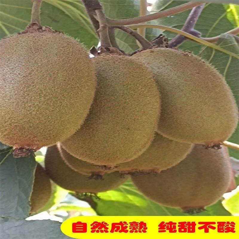 周至精品优选翠香猕猴桃果园直销现摘现发新鲜绿心5斤10斤装包邮