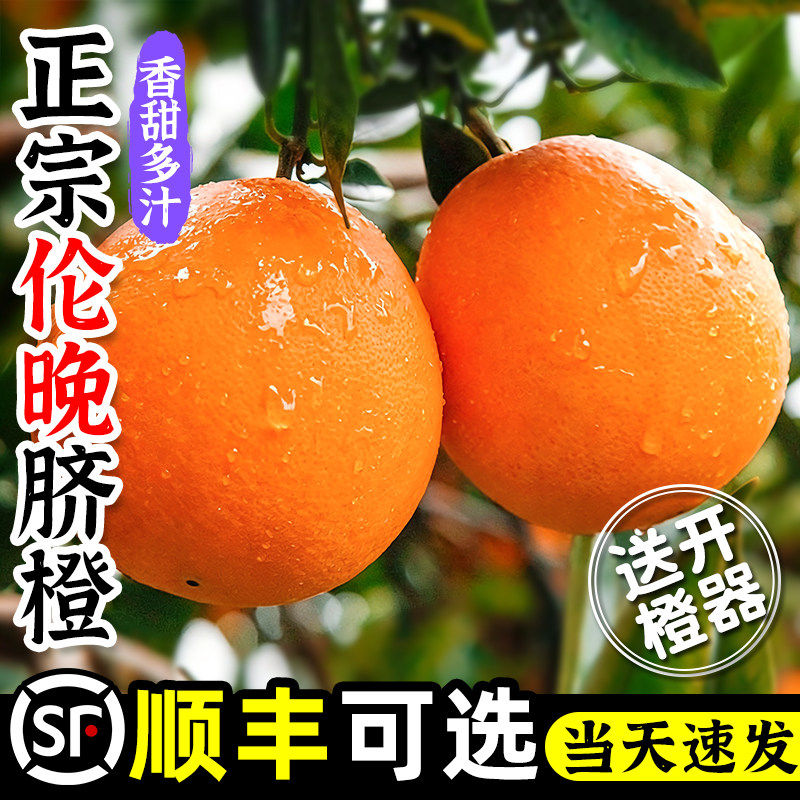 正宗秭归伦晚脐橙新鲜橙