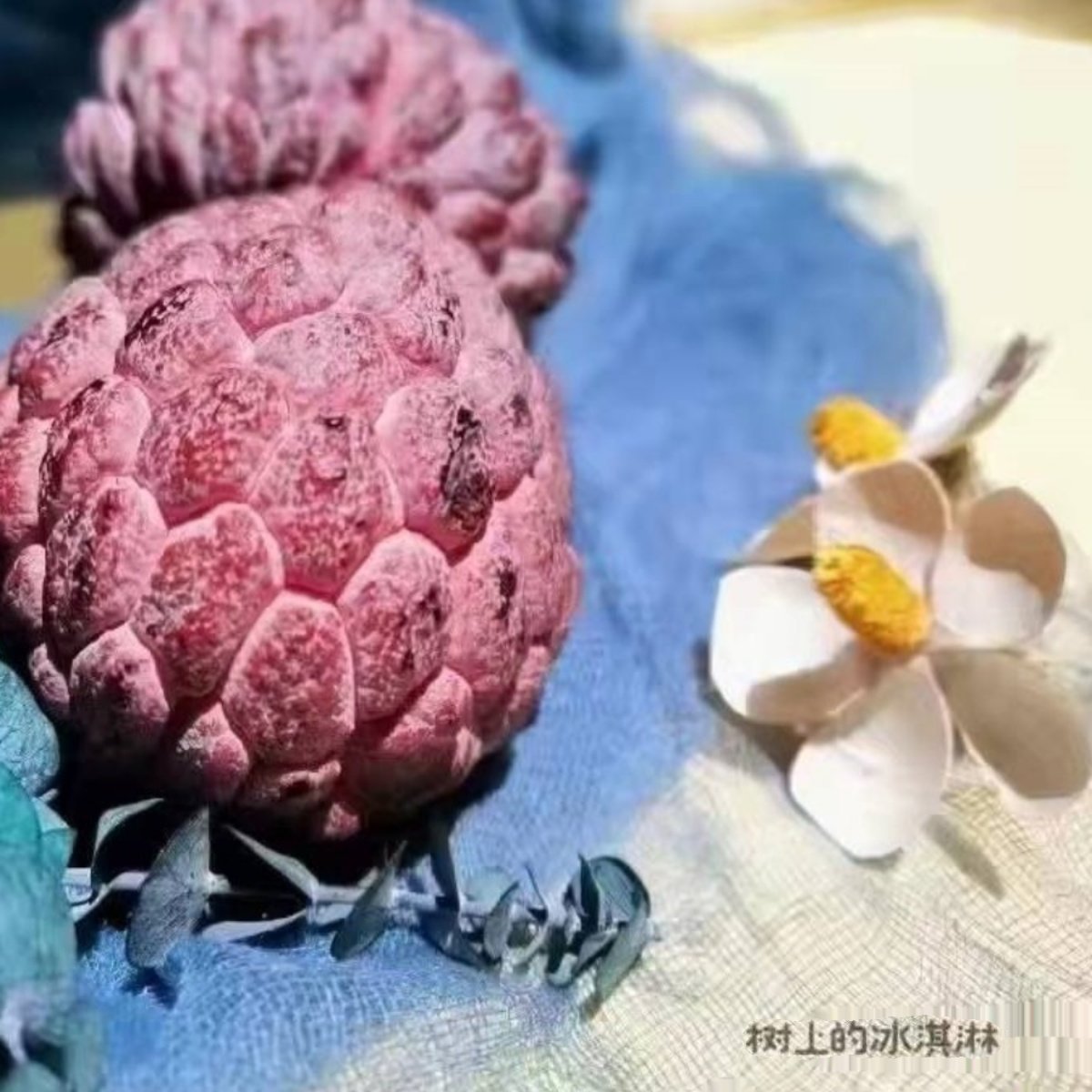 海南三亚特产紫色玫瑰释