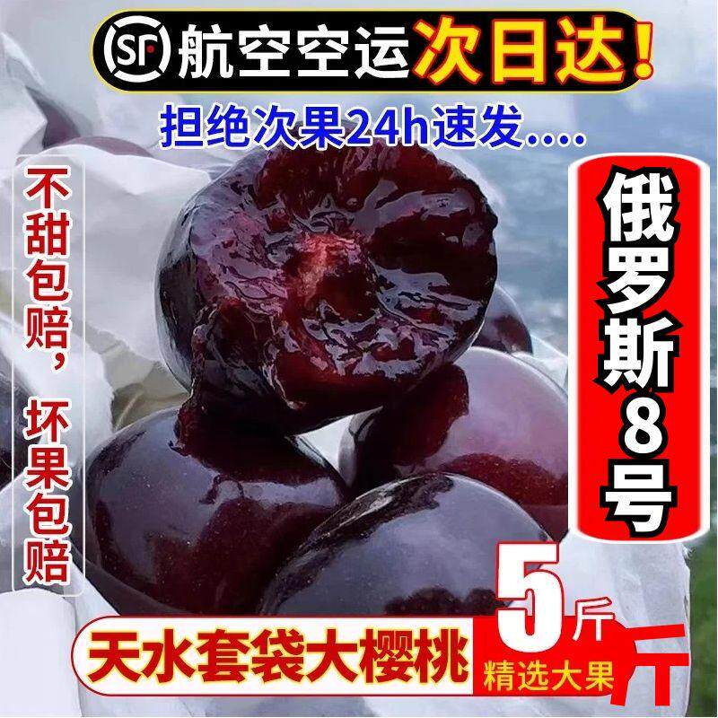 甘肃天水大樱桃套袋俄罗