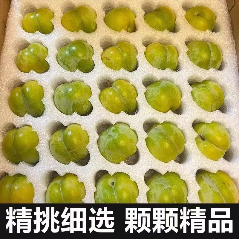 正宗贵州安顺六马蜂糖李5斤果园脱骨李甜脆李子贵州特产包邮