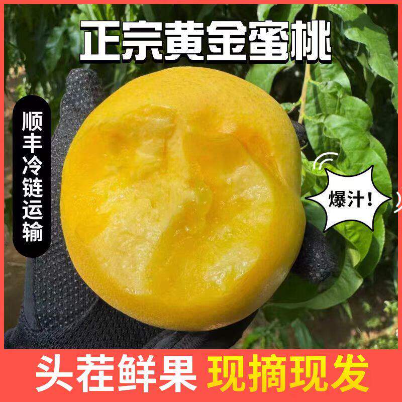 黄金蜜桃芒果桃黄油桃黄肉应季桃孕妇时令甜黄油桃大连黄金油桃