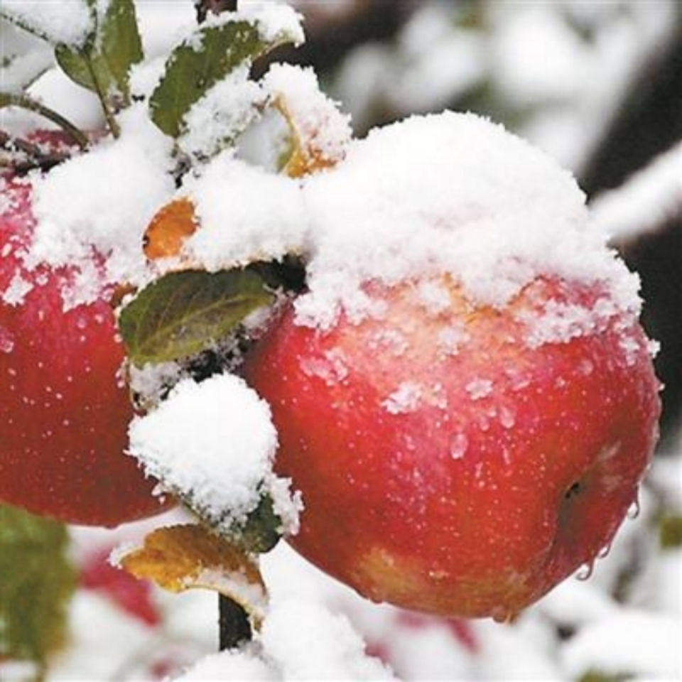 正宗新疆阿克苏红旗坡冰糖心苹果脆甜多汁新鲜采摘孕妇小孩水果,包装,水果包装,淘宝优惠券,粉丝福利购,淘宝优惠卷