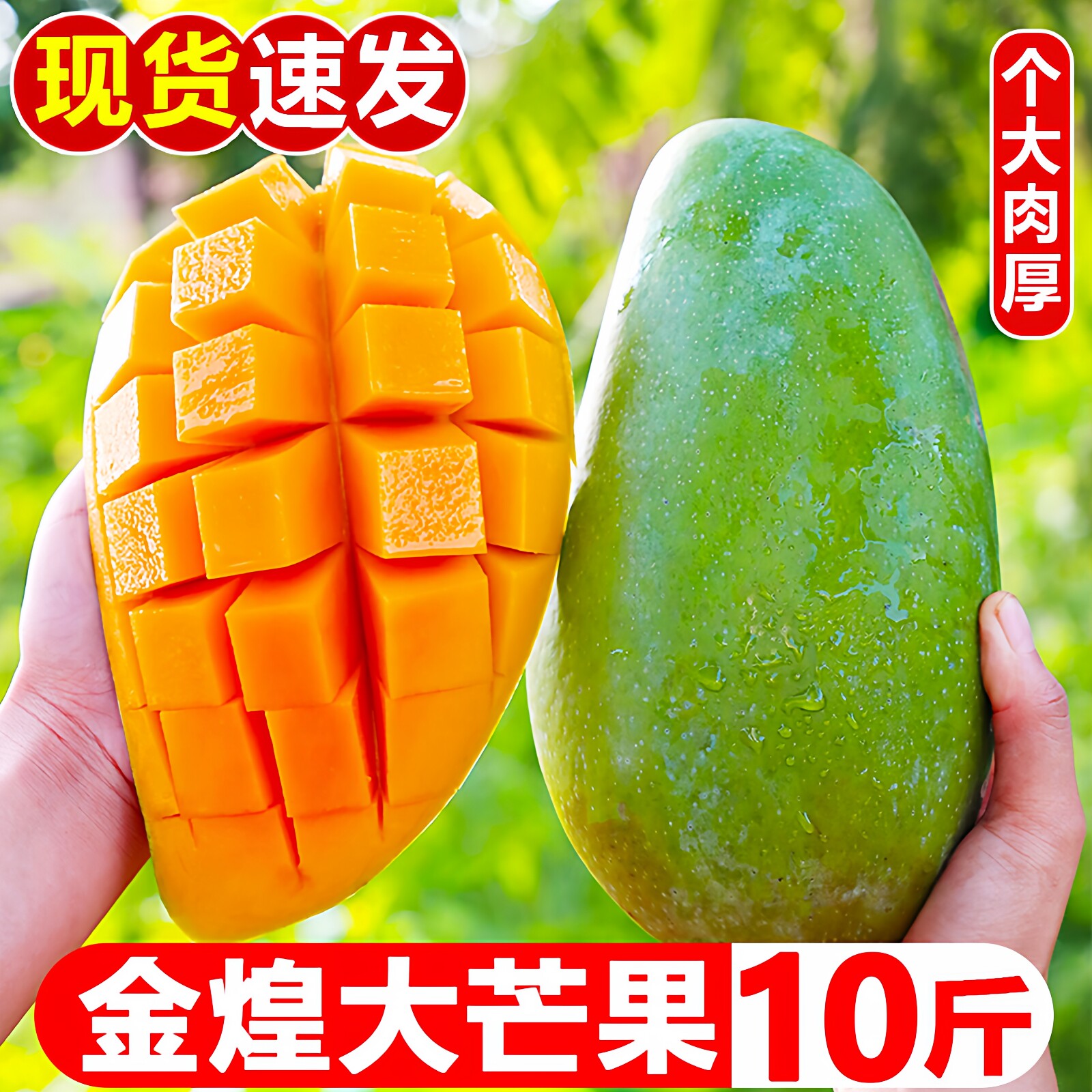攀枝花金煌芒整箱10应当