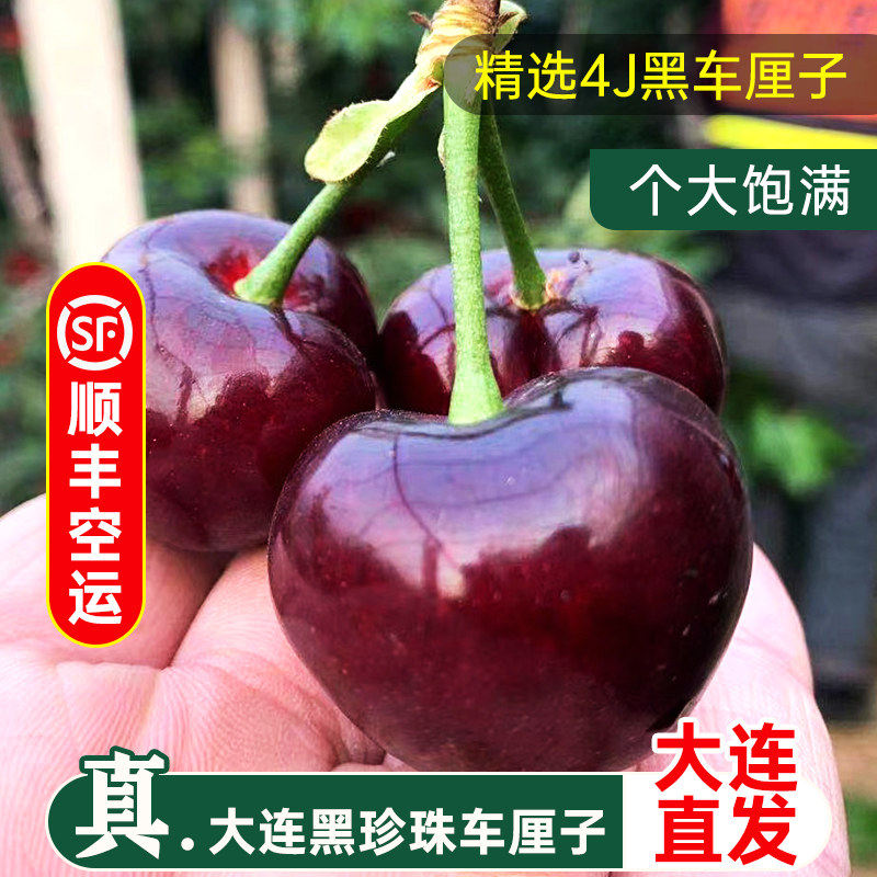 当天发6J大连美黑珍珠早