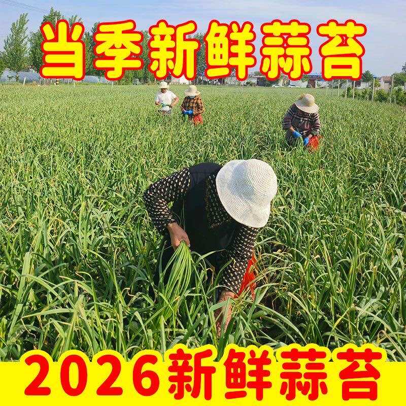 河南现挖新鲜蒜苔红帽蔬