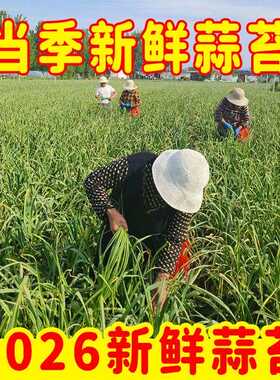 河南现挖新鲜蒜苔红帽蔬
