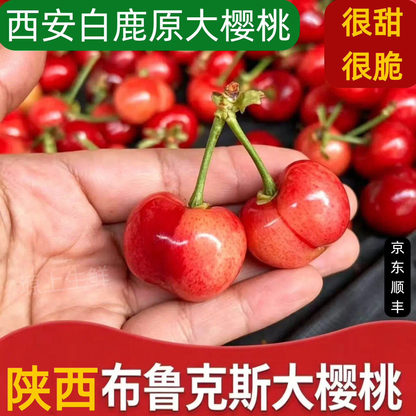 陕西西安白鹿原大樱桃露天布鲁克斯脆甜当季新鲜西安水果小文一号