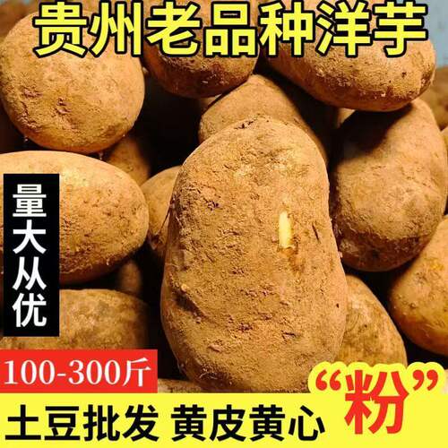 贵州毕节正宗米拉洋芋土