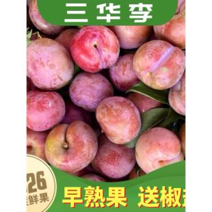 2026正宗钱排三华李早熟红心李子酸甜脆孕妇水果当季现摘发非广西