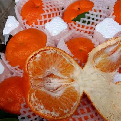 四川眉山特产春见耙耙柑现摘新鲜净重8斤58包邮非丑桔