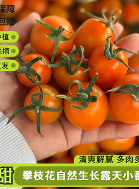 【顺丰包邮】攀枝花小番茄橙色小番茄黄色小番茄自然成熟孕妇水果
