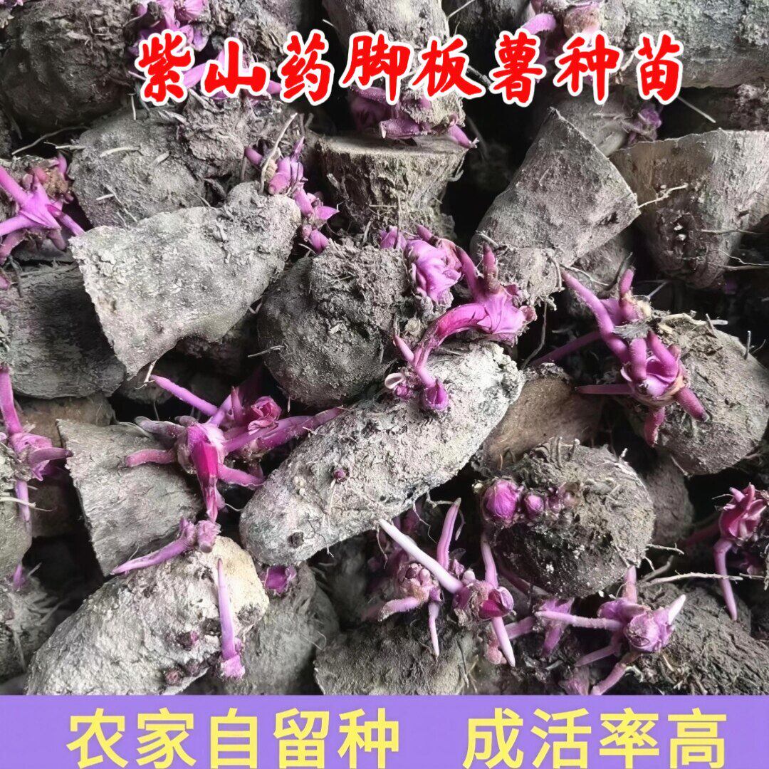 新鲜高产紫山药种脚板薯