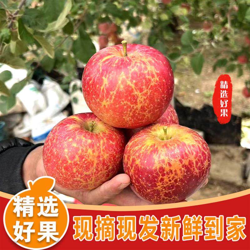 云南昭通苹果冰糖心新鲜当季红富士丑苹果脆甜多汁整箱包邮