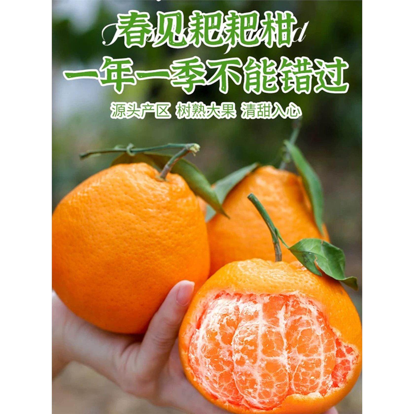 正宗四川春见耙耙柑粑粑柑丑柑橘新鲜水果当季桔子丑八怪整箱10斤,包装,水果包装,淘宝优惠券,粉丝福利购,淘宝优惠卷