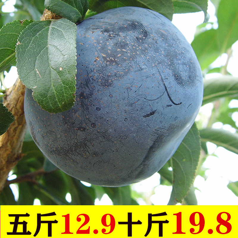 陕西黑布林大李子新鲜黑