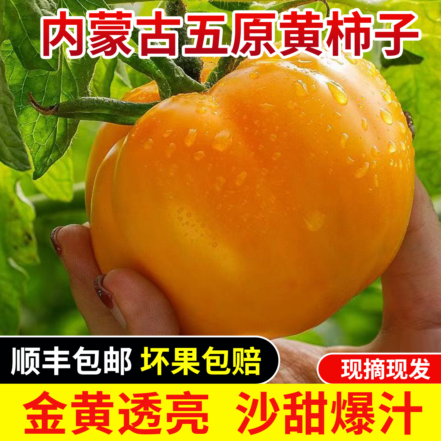 内蒙古五原新鲜黄柿子沙