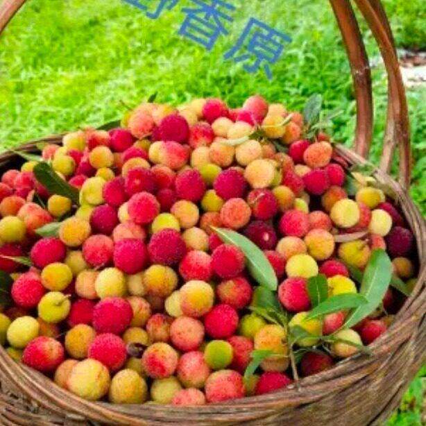 贵州早熟野生杨梅泡酒专用新鲜水果青红酸杨梅酸现摘现发顺丰包邮