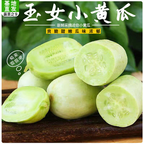 山东寿光新鲜玉女黄瓜拇