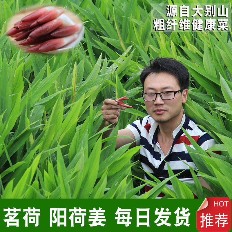 农家自种2025阳荷姜新鲜蔬菜洋荷姜笋蘘荷茗荷阳霍日式料理店野菜