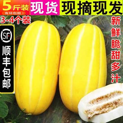 顺丰包邮5斤香瓜新鲜黄金