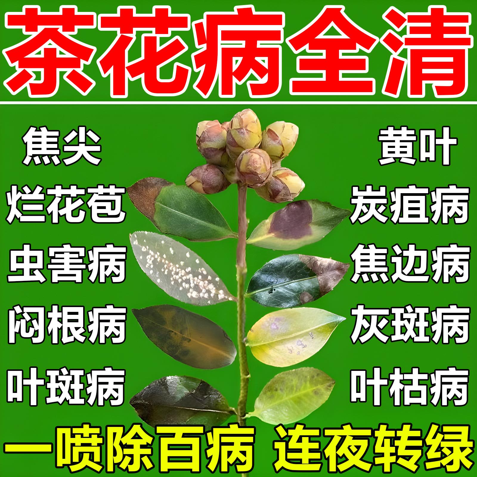 茶花黑斑病专用药黄叶焦尖营养液