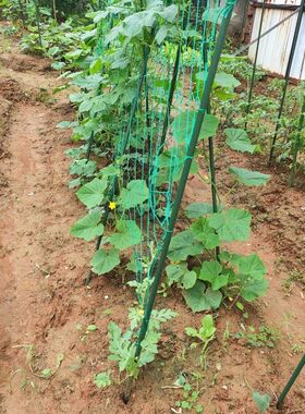 植物爬藤网果园种植网百香果专用网豆角丝瓜黄瓜藤蔓攀援花卉搭架