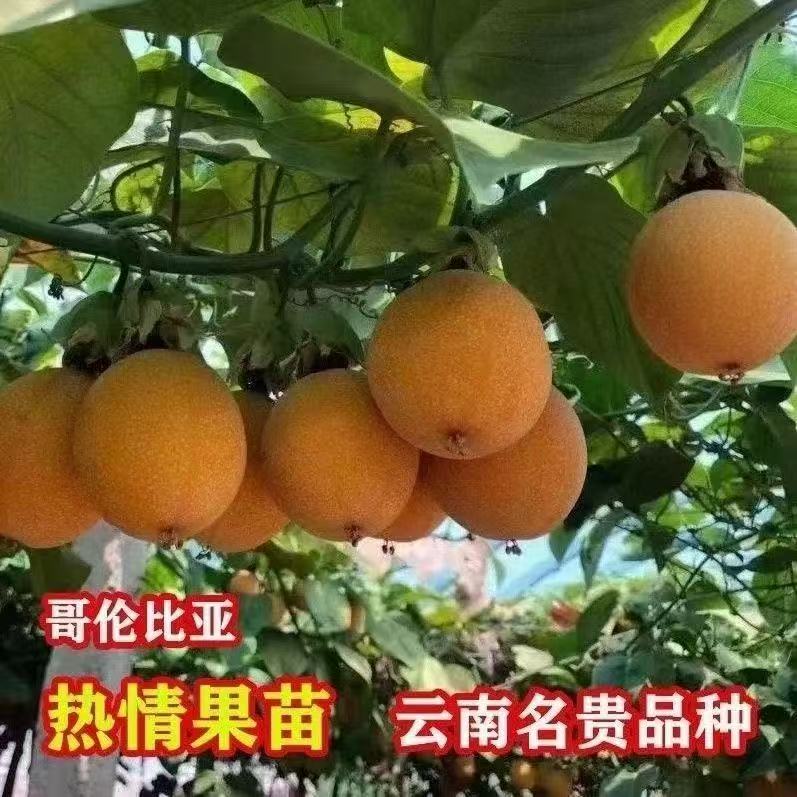 云南哥伦比亚热情果苗纯甜无酸图片