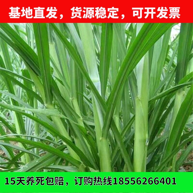 台湾甜象草种子多年生四季牧草种家庭园艺种子