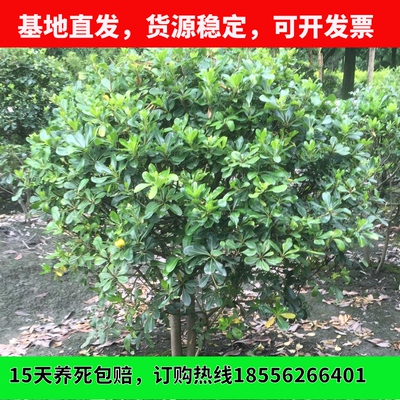 海桐树苗 庭院绿化海桐球 绿篱笆围墙四季青海桐苗