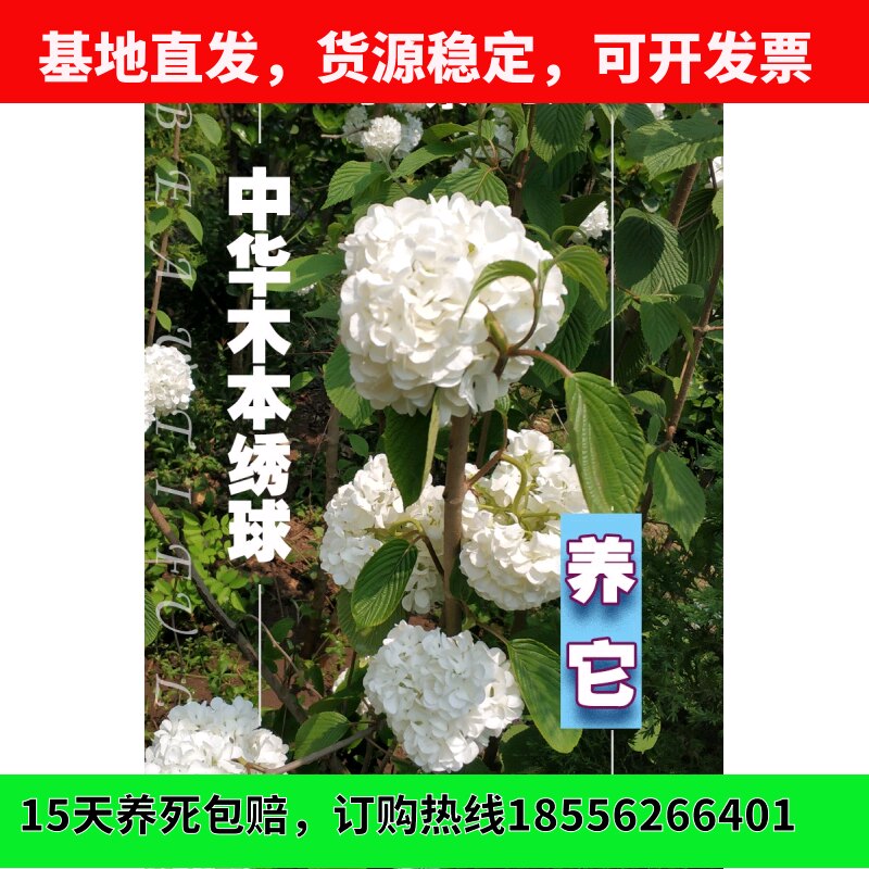木本欧洲白马绣球琼花卉斗树盆栽苗庭院门前耐寒绿化风景观赏植物