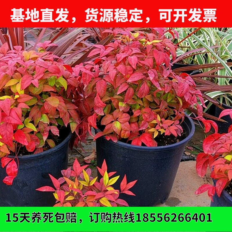 南天竹树苗火焰红天竹苗盆栽花卉庭院绿化南北方耐寒工程色块苗木