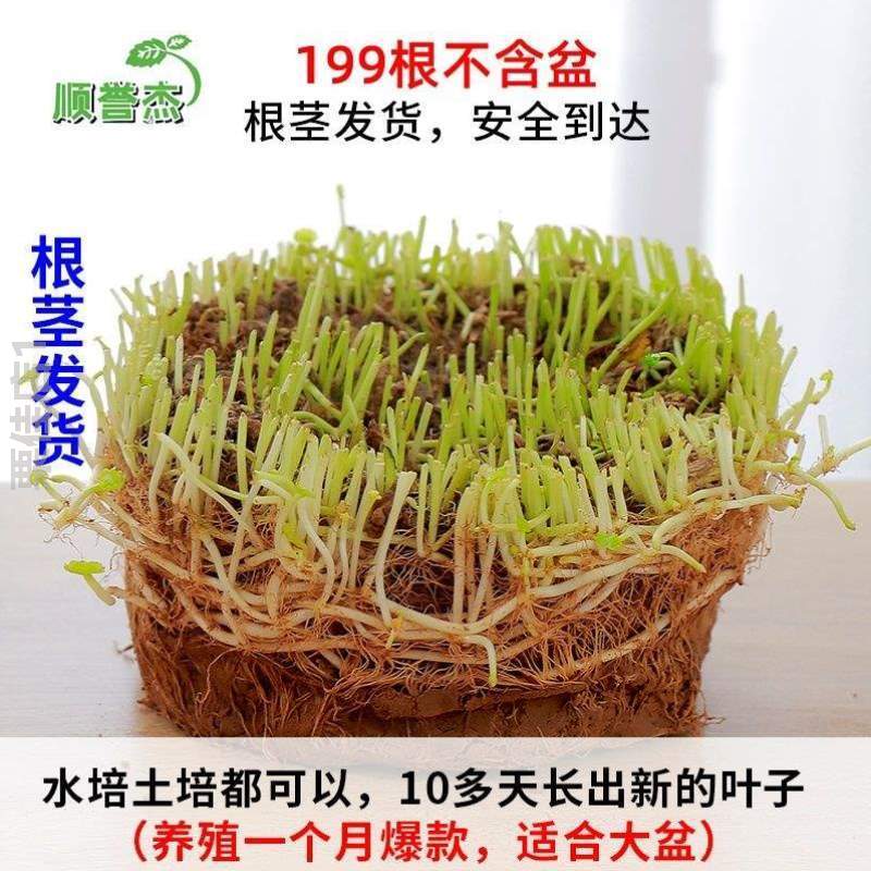 铜钱招财*花草金钱草栽水仙办公室花盆金钱草空气养植绿植草桌面