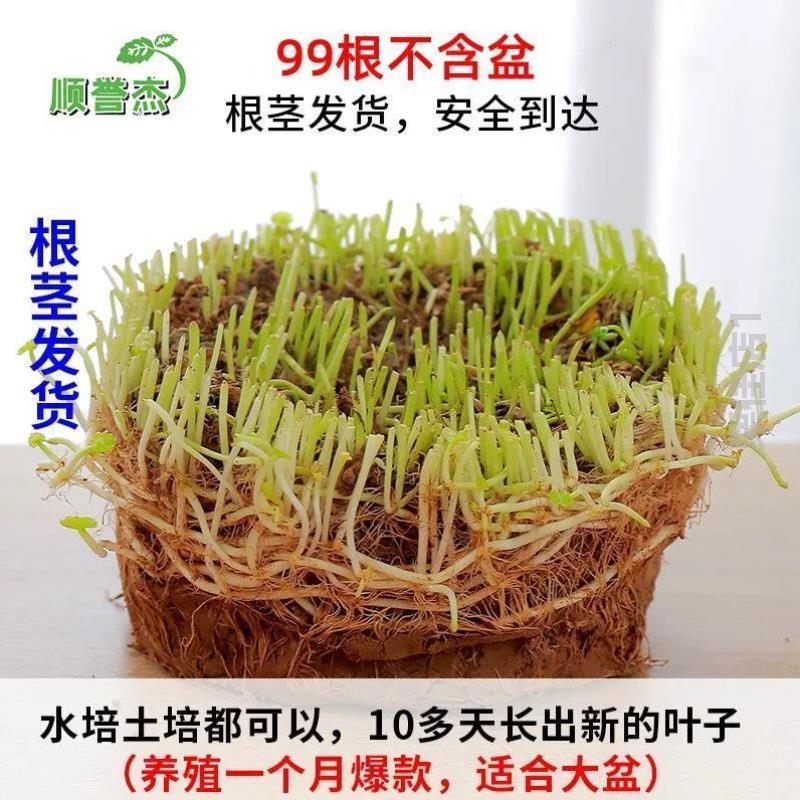 水培绿植铜钱水生养花金钱草?庭院栽花水仙养植绿植植物盆栽房间