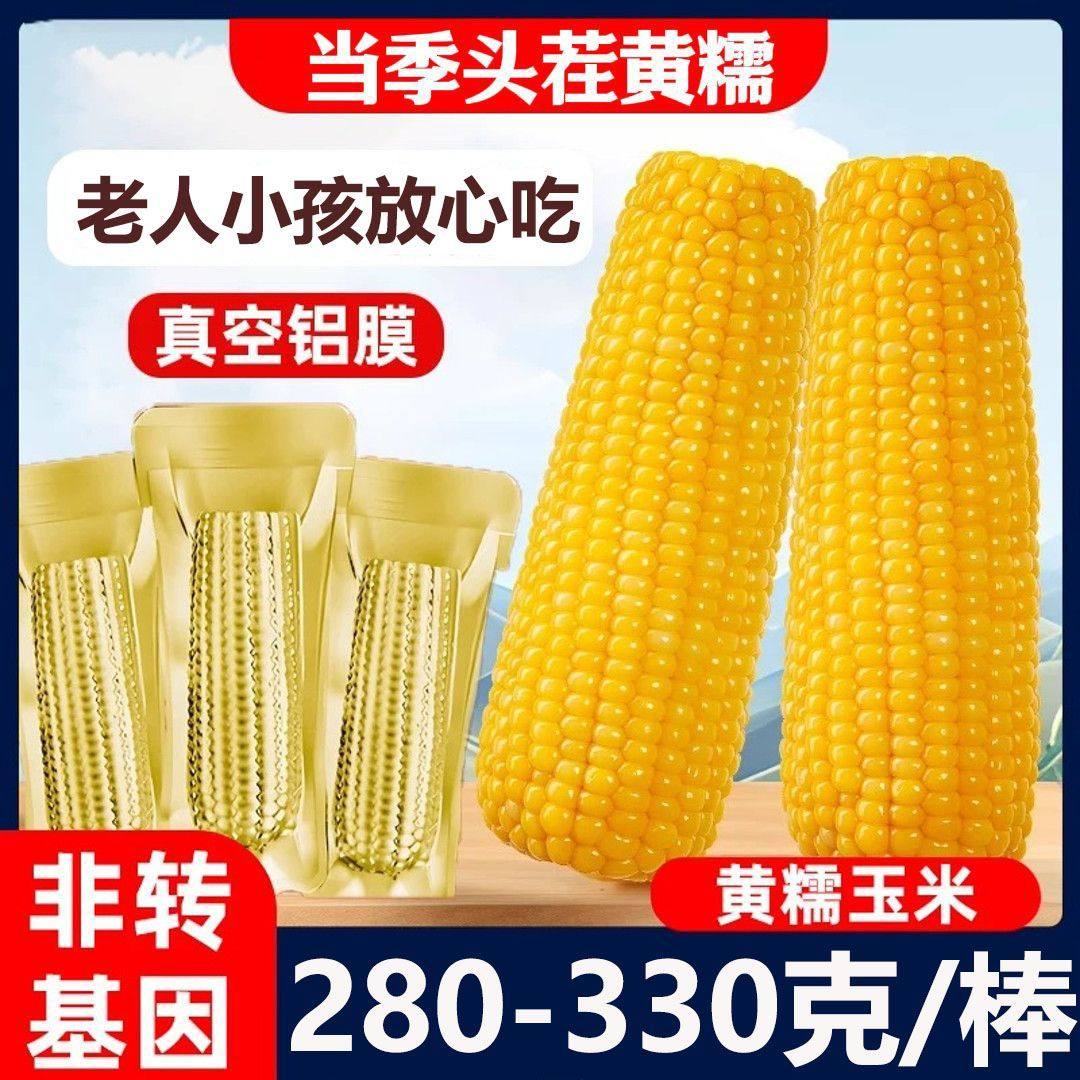 优质东北黄糯玉米新鲜软香甜糯粘糯玉米棒真空包装营养早餐粘玉米