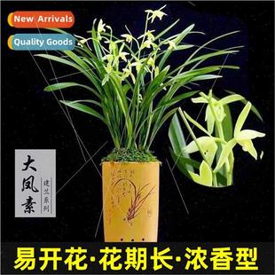 office indoor keep good Fengsu big anlian seasons Four