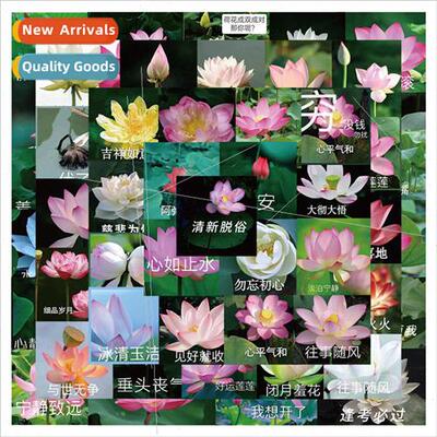 50 Lotus sand sculpture emoji package graffiti stickers lugg