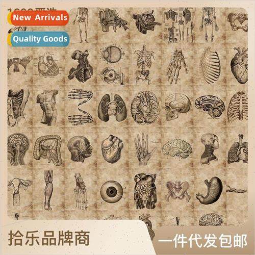 56pcs of human skeleton schematic doodle stickers can be dec