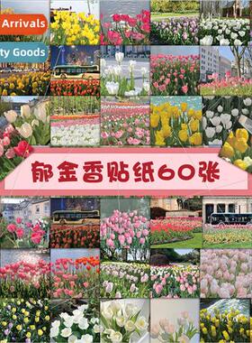 60 tulip stickers ins wind spring flowers flowers aesthetic