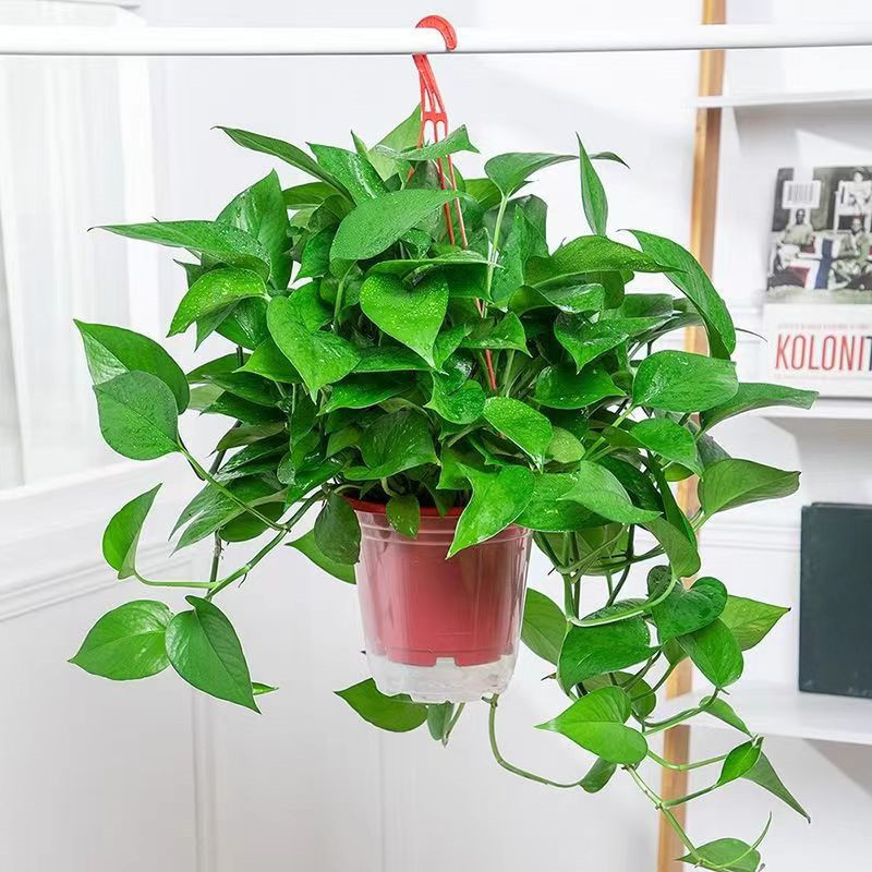 水培长藤绿萝盆栽室内植物四季