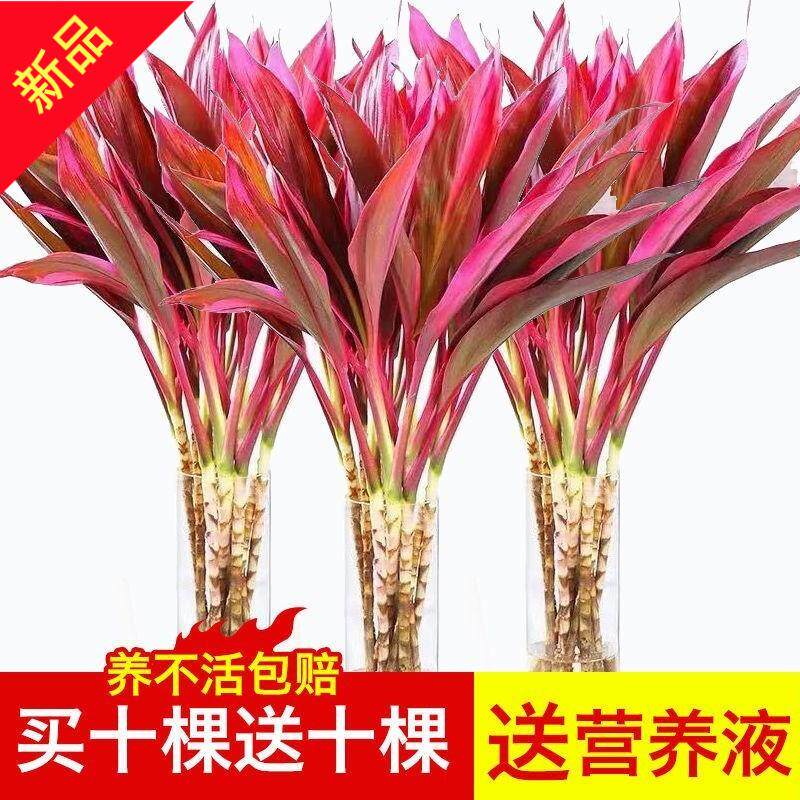 富贵竹水培绿植紫竹植物花卉盆栽