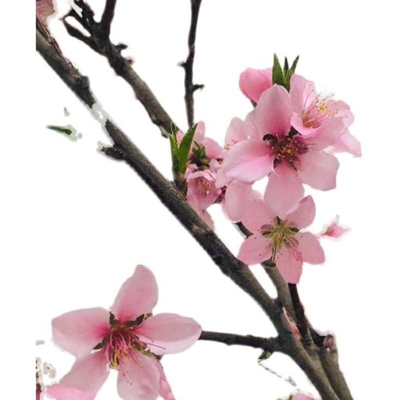 北美冬青 l现剪桃花运桃花枝真花新鲜桃树枝带花苞桃枝桃花鲜切枝