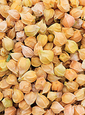 姑娘果新鲜正宗云南灯笼果新鲜当季水果姑鸟黄菇娘果新摘带箱重