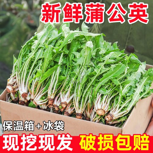 【热销榜】新鲜蒲公英现挖婆婆丁