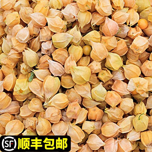 【顺丰】姑娘果新鲜东北灯笼果