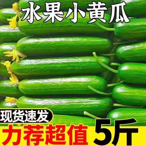 水果黄瓜新鲜当季山东蔬菜