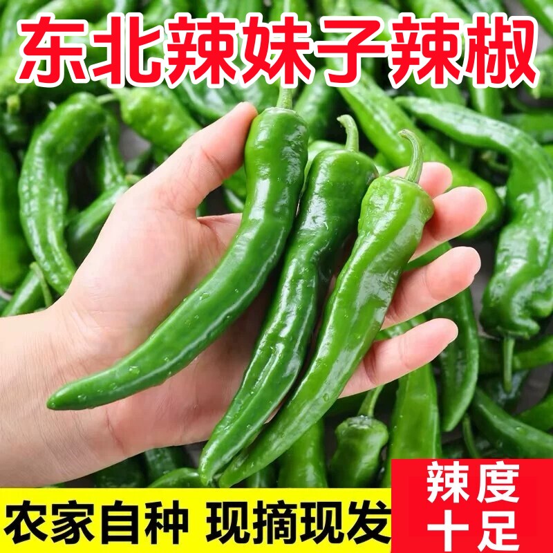 东北辣妹子辣椒剁椒新鲜超辣特辣薄皮辣椒青椒笨辣椒蔬菜非常辣
