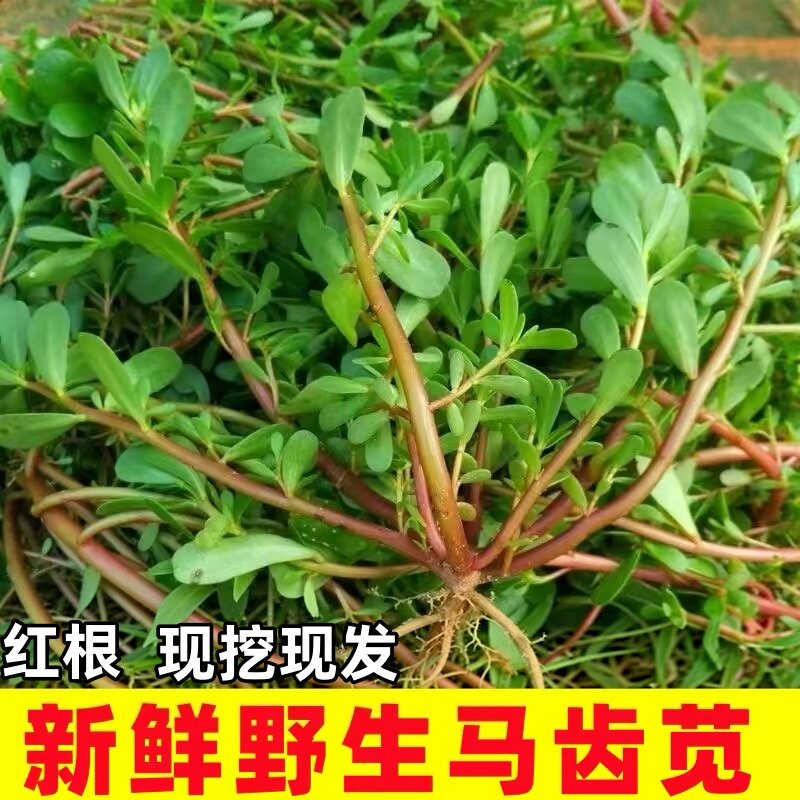 马齿苋新鲜野生现挖农家野菜马齿笕马蜂菜红根绿杆应季蔬菜马蜂菜图片